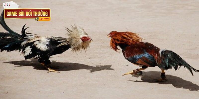 Đá gà trực tuyến – Trải nghiệm sự kịch tính không nên bỏ lỡ 5 Biết cách xây dựng chiến thuật sẽ giúp bạn dễ dàng đưa ra phán đoán chính xác